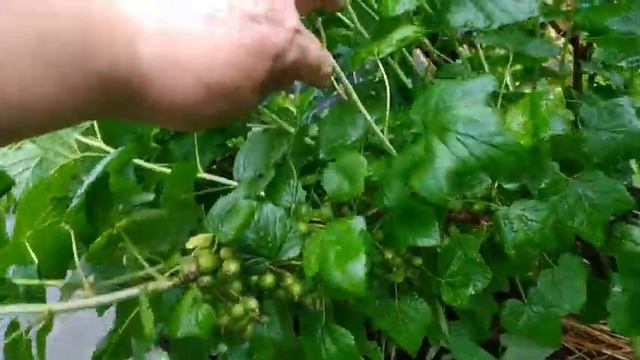Влог? Нет! Просто нарезка- некоторые факты из моей жизни смотреть онлайн