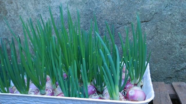 With just a towel and water, I can grow green onions смотреть онлайн