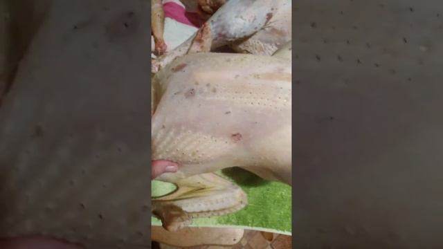 Индейка Ставрополья. Результаты по весу тушки смотреть онлайн
