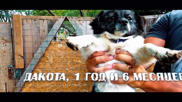 Возьми питомца из приюта!Сделай шаг к спасению. Автор и продюсер Дмитрий Долгих. смотреть онлайн