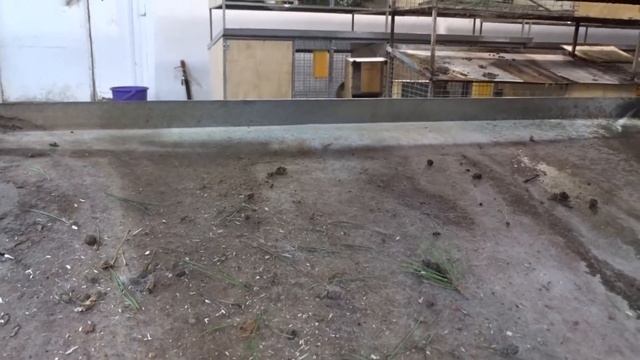 Результат эксплуатации полиуретанового покрытия поддонов для кроликов