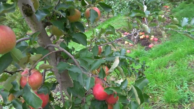 Основной сорт в любом саду /Яблоня ДЖОНАГОЛД смотреть онлайн