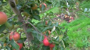Основной сорт в любом саду /Яблоня ДЖОНАГОЛД