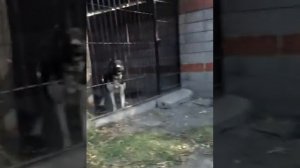 Самый большой азиатский алабай в мире