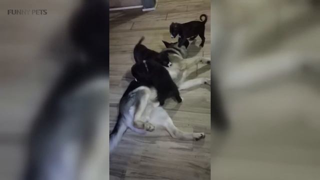 Cute Puppies Playing With Their Parents ? [Funny Pets] смотреть онлайн