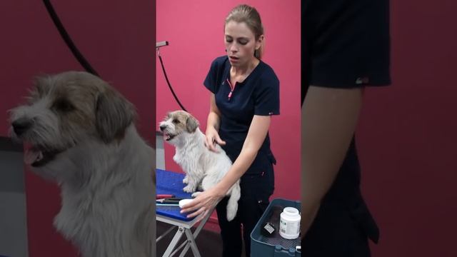 ТРИММИНГ / ЧТО НУЖНО ДЛЯ ТРИММИНГА ? / ДЖЕК РАССЕЛ ТЕРЬЕР / Эпизод МАСТЕР-КЛАССА / GROOM SCHOOL смотреть онлайн