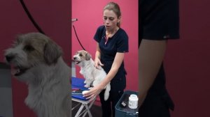 ТРИММИНГ / ЧТО НУЖНО ДЛЯ ТРИММИНГА ? / ДЖЕК РАССЕЛ ТЕРЬЕР / Эпизод МАСТЕР-КЛАССА / GROOM SCHOOL