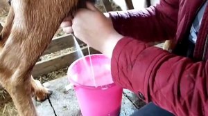 Молочный камень в вымени. Что стало с козой?