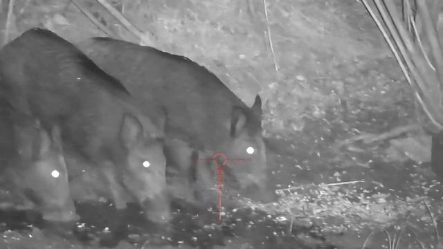 Wild boar-hunting-sytong ht60 смотреть онлайн
