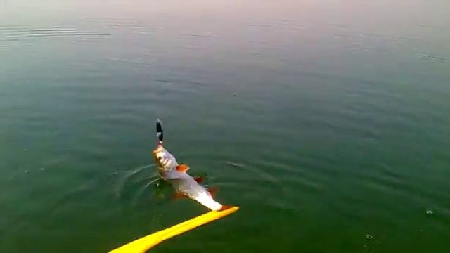 Рыбалка в Таджикистане Хистеварз Мизочон смотреть онлайн