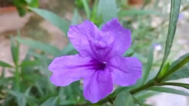 #सपने में नीले रंग के फूल देखने मतलब, Blue Flowers Dream Meaning