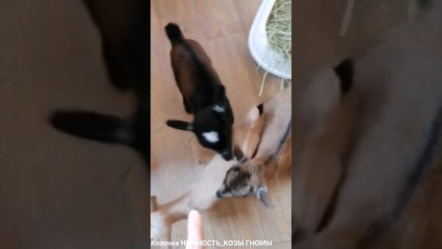 Козочка НЕЖНОСТЬ_КОЗЫ ГНОМЫ смотреть онлайн