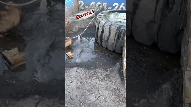 Брачный период уток смотреть онлайн