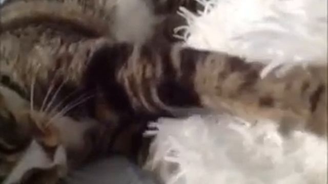 Мой котик Тишка, как он просыпается!))) смотреть онлайн