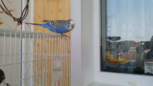 Питомцы поют песни знаменитостей. Петскавер.