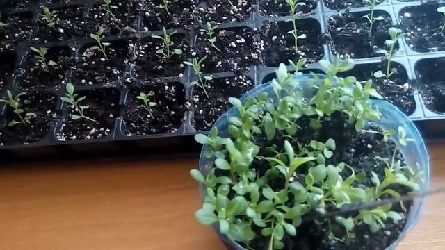100% всходы лаванды.Пикирую сеянцы лаванды. смотреть онлайн