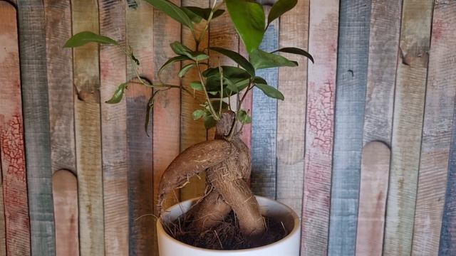 No es un Bonsai!! Ficus ginseng/curiosidades y cuidados смотреть онлайн