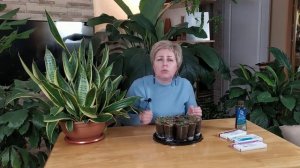 СЕЗОН 2020:  УСКОРЯЕМ РОСТ ЭУСТОМЫ инструкция по подкормкам и уходу / Садовый гид