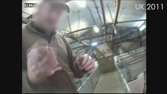 Вся правда о мясной промышленности: Свиньи смотреть онлайн