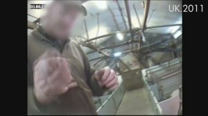 Вся правда о мясной промышленности: Свиньи