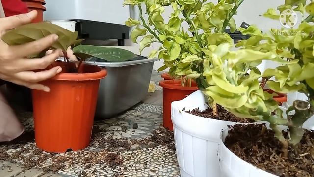 Menata Ulang Tanaman Di Teras Sempit | Ganti Rak Tanaman смотреть онлайн