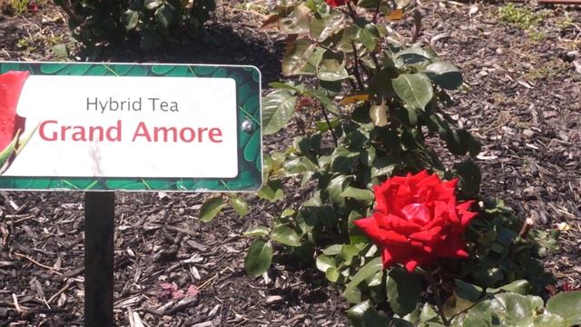 Grande Amore Rose Hybrid Tea: Maplewood Rose Garden смотреть онлайн