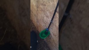 Сарай для овец.