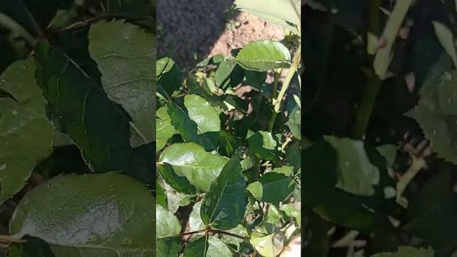 Июнь ,роза Джульетта и Эффи.посадка осень 2021г. смотреть онлайн