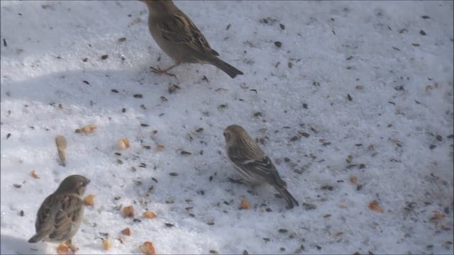 Чечётка (Acanthis flammea) на кормушке гоняет воробьёв смотреть онлайн