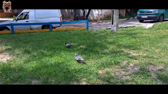 Who is cuter, #doves or #pandas смотреть онлайн