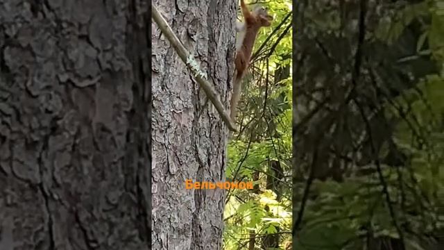 Бельчонок ? #shorts #beta смотреть онлайн