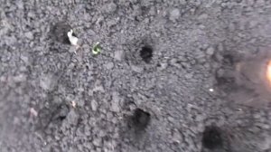 Простой способ посадки зимнего чеснока под зиму.  Подготовка чеснока к посадке