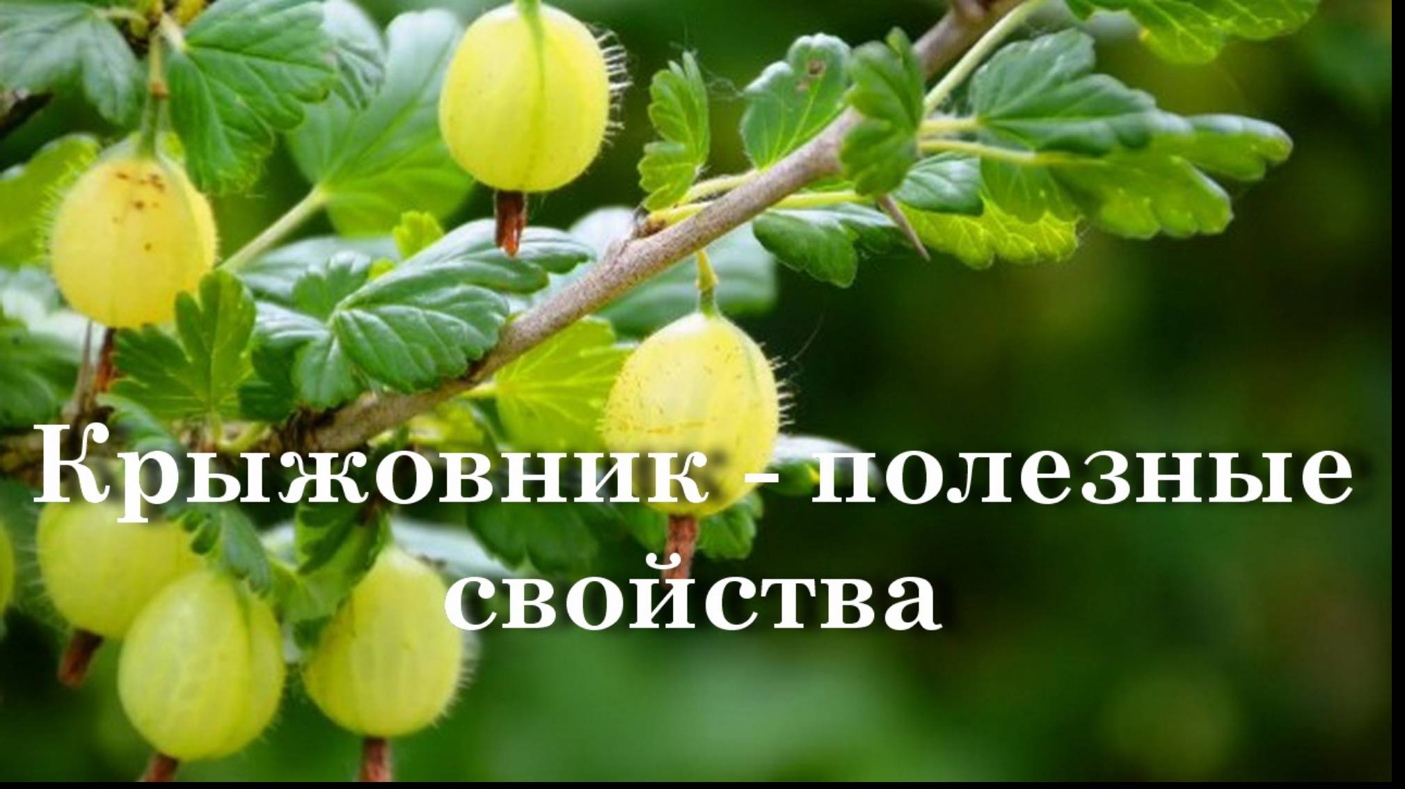 Крыжовник - полезные свойства смотреть онлайн