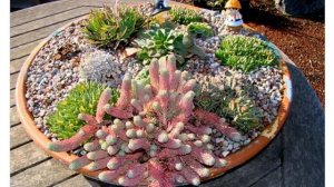 Очиток форстера  (sedum forsterianum elegans 'Silver Stone')