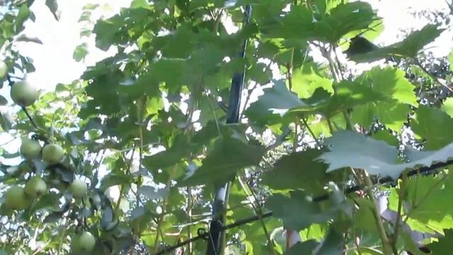 Виноград «Лора» (Флора): описание сорта. Сезон 2018 смотреть онлайн