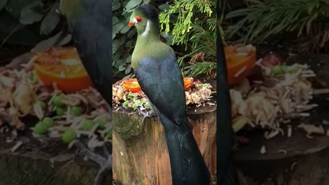 Голос экзотической птицы турако? смотреть онлайн