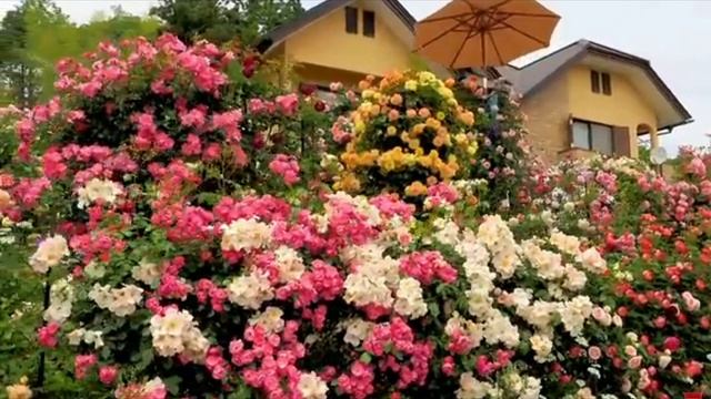 ,,Делитесь счастьем,,. Татьяна Терешко смотреть онлайн