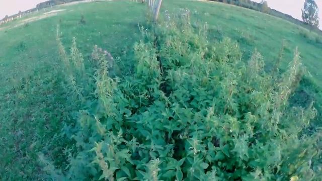 электропастух ОЛЛИ 1000 смотреть онлайн