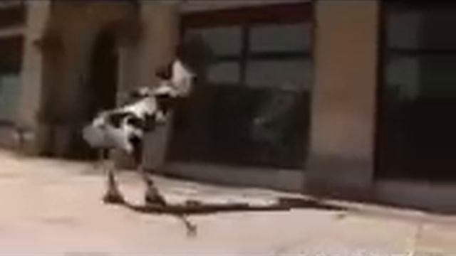 Crazy корова.3gp смотреть онлайн