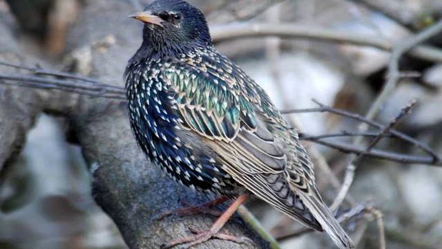 Скворцы прилетели.wmv смотреть онлайн