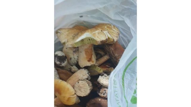 Выезд в Акколь. Астана. Лес! Короткие фрагменты смотреть онлайн