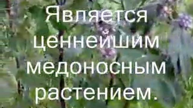 Пустырник обыкновенный медопродуктивность около 250 кг с 1 га 0001 смотреть онлайн