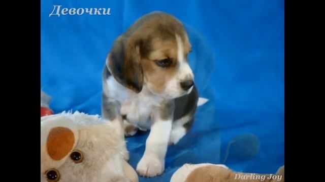 Щенки бигля. смотреть онлайн