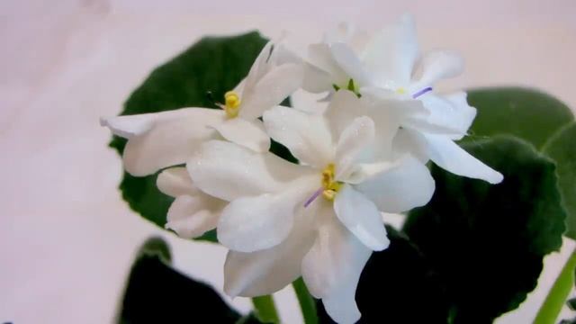 Optimara Glacier Holtkamp  Оптимара гласиер  Фиалка  Стандарт