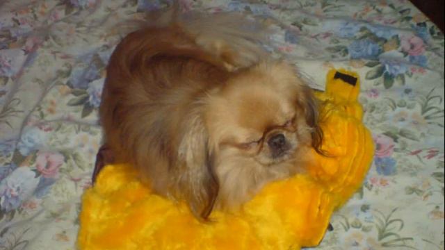 Самый верный друг смотреть онлайн