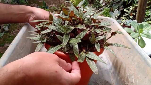 Dicas de cultivo e propagação ledebouria socialis смотреть онлайн