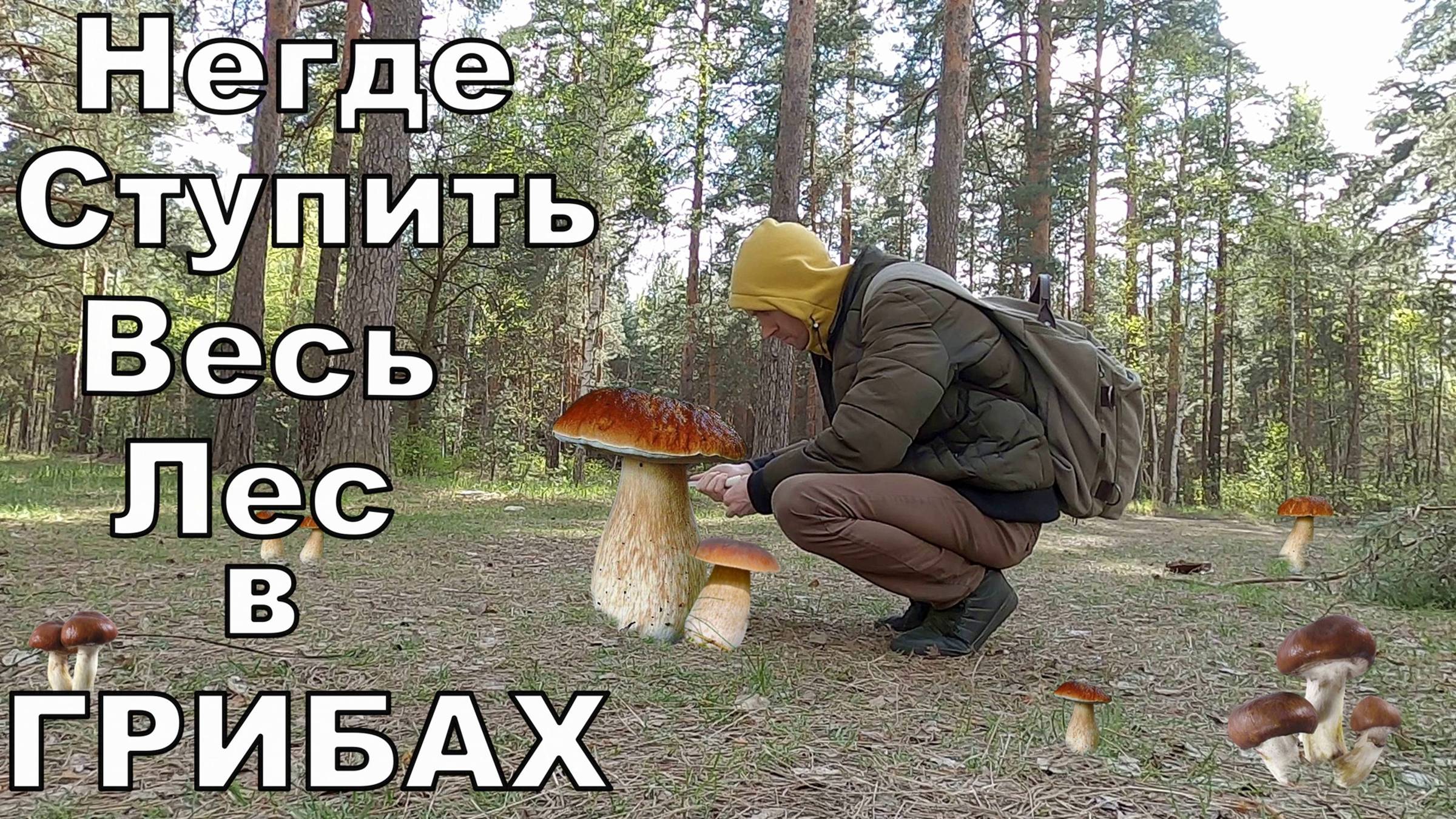 Сказочный Лес Полный Грибов. Негде Ступить Грибы Повсюду