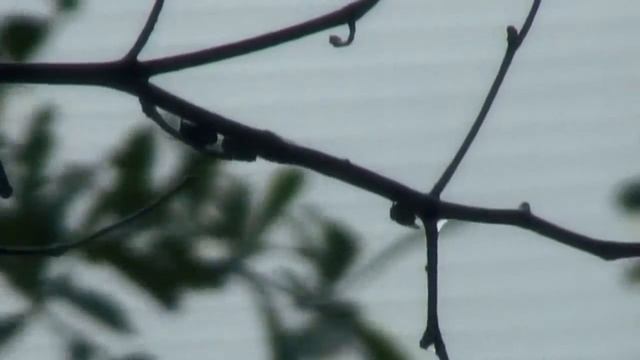 Sony HVR A1U - Great Test смотреть онлайн