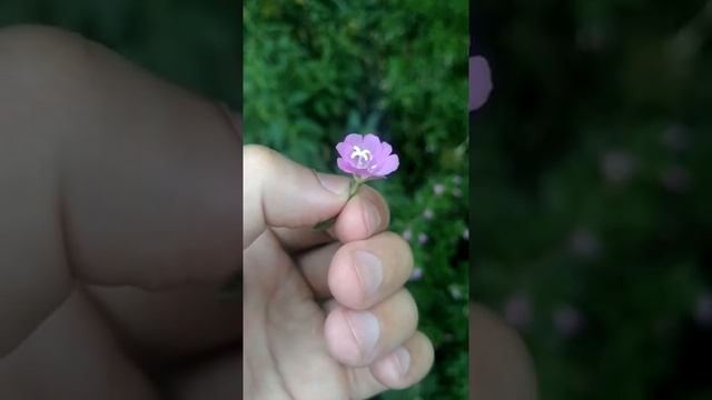 Кипрей волосистый (мохнатый). Красивый пестик. Сорвал чей-то обед. смотреть онлайн