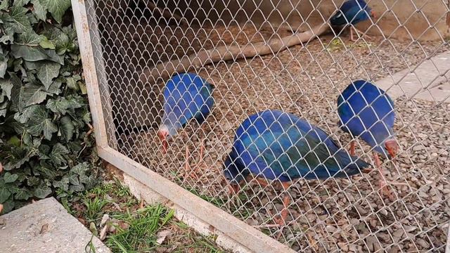 Птицы. Зоопарк Тбилиси. Часть 3. смотреть онлайн